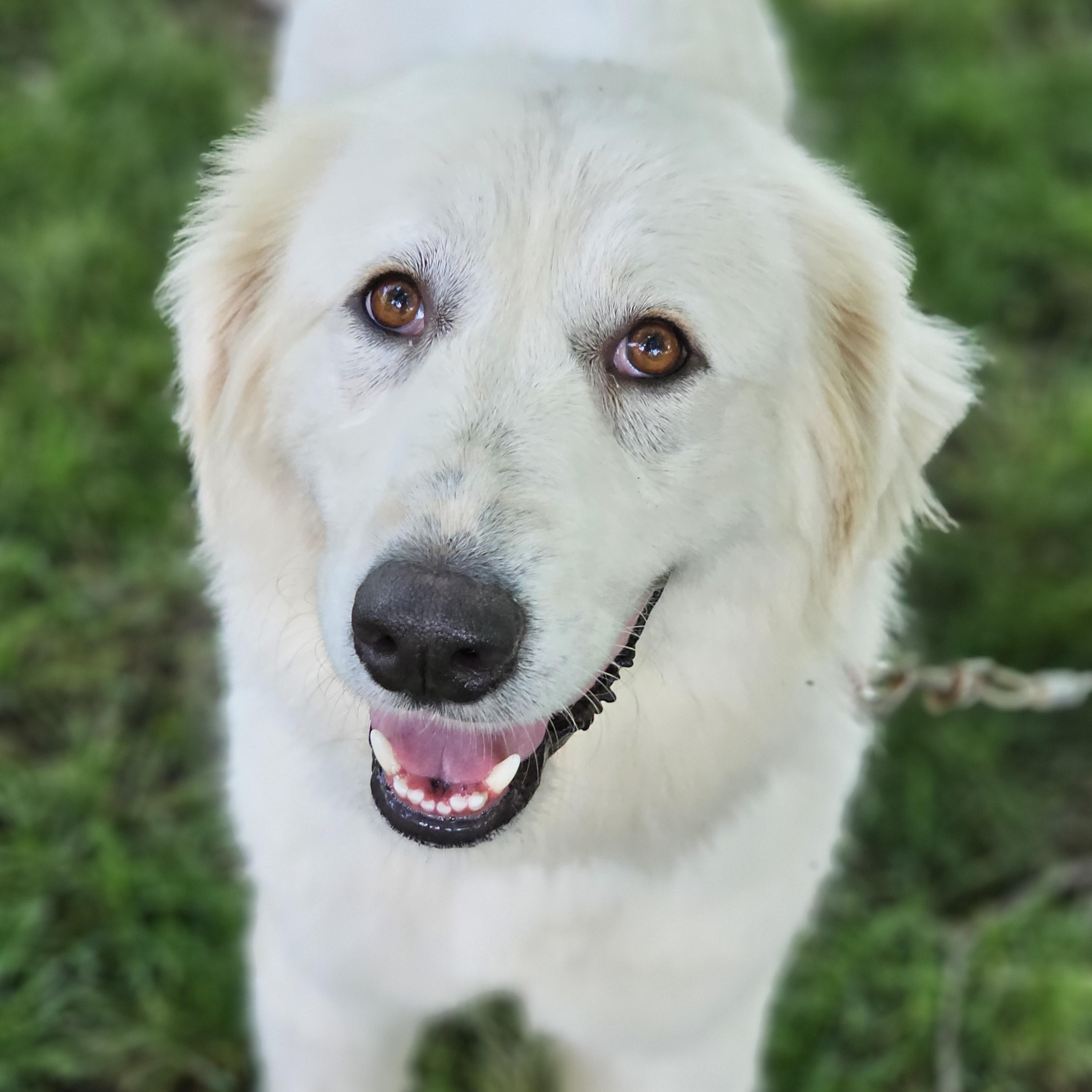 Enlarge Sasha, a ADOPTABLE Great Pyrenees in O Fallon, IL image 3/6