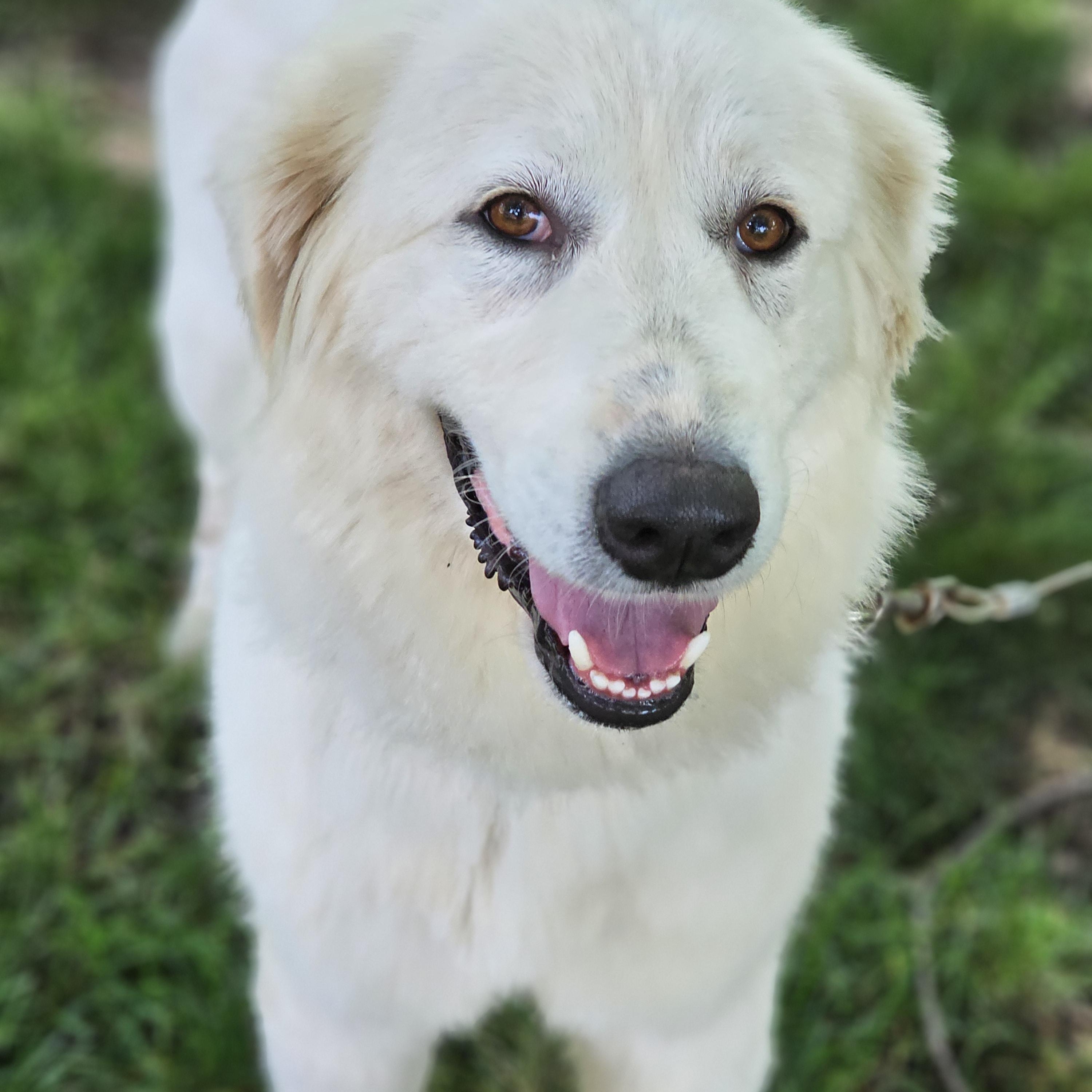 Enlarge Sasha, a ADOPTABLE Great Pyrenees in O Fallon, IL image 5/6