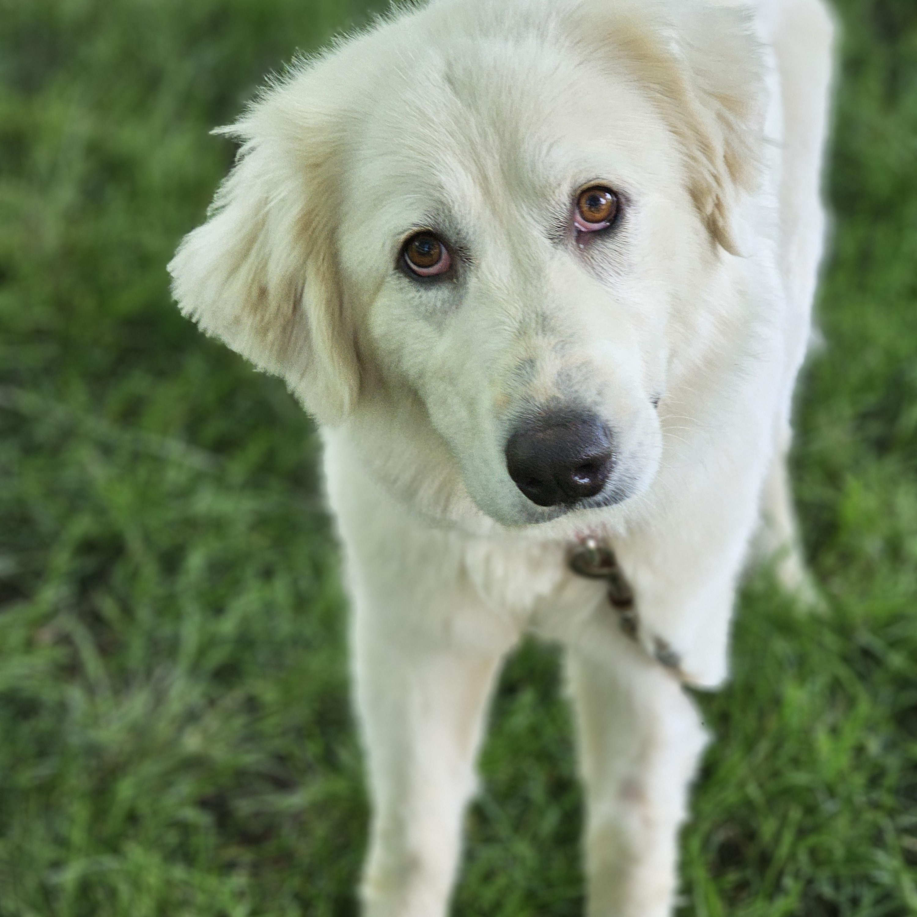 Enlarge Sasha, a ADOPTABLE Great Pyrenees in O Fallon, IL image 6/6