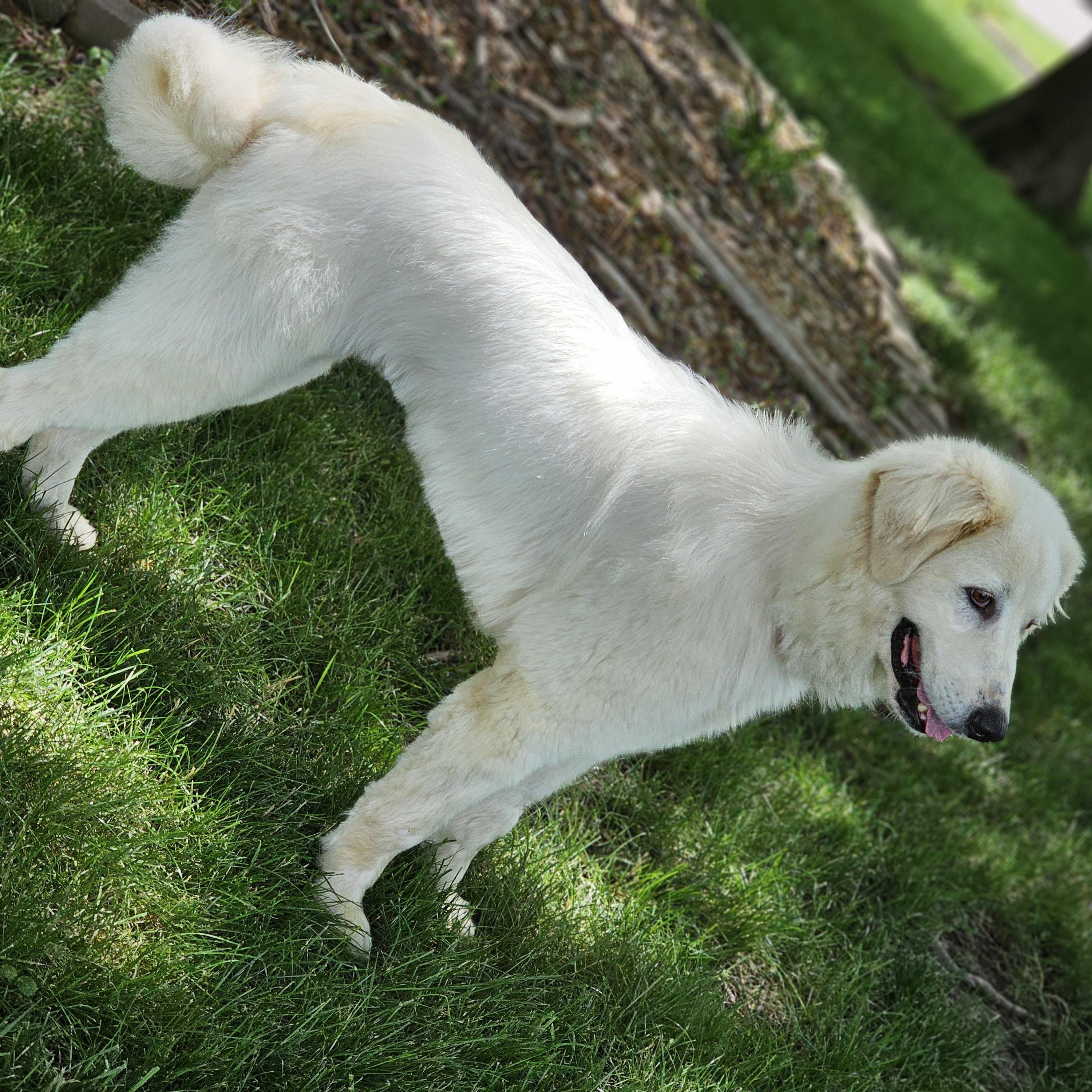 Enlarge Sasha, a ADOPTABLE Great Pyrenees in O Fallon, IL image 2/6
