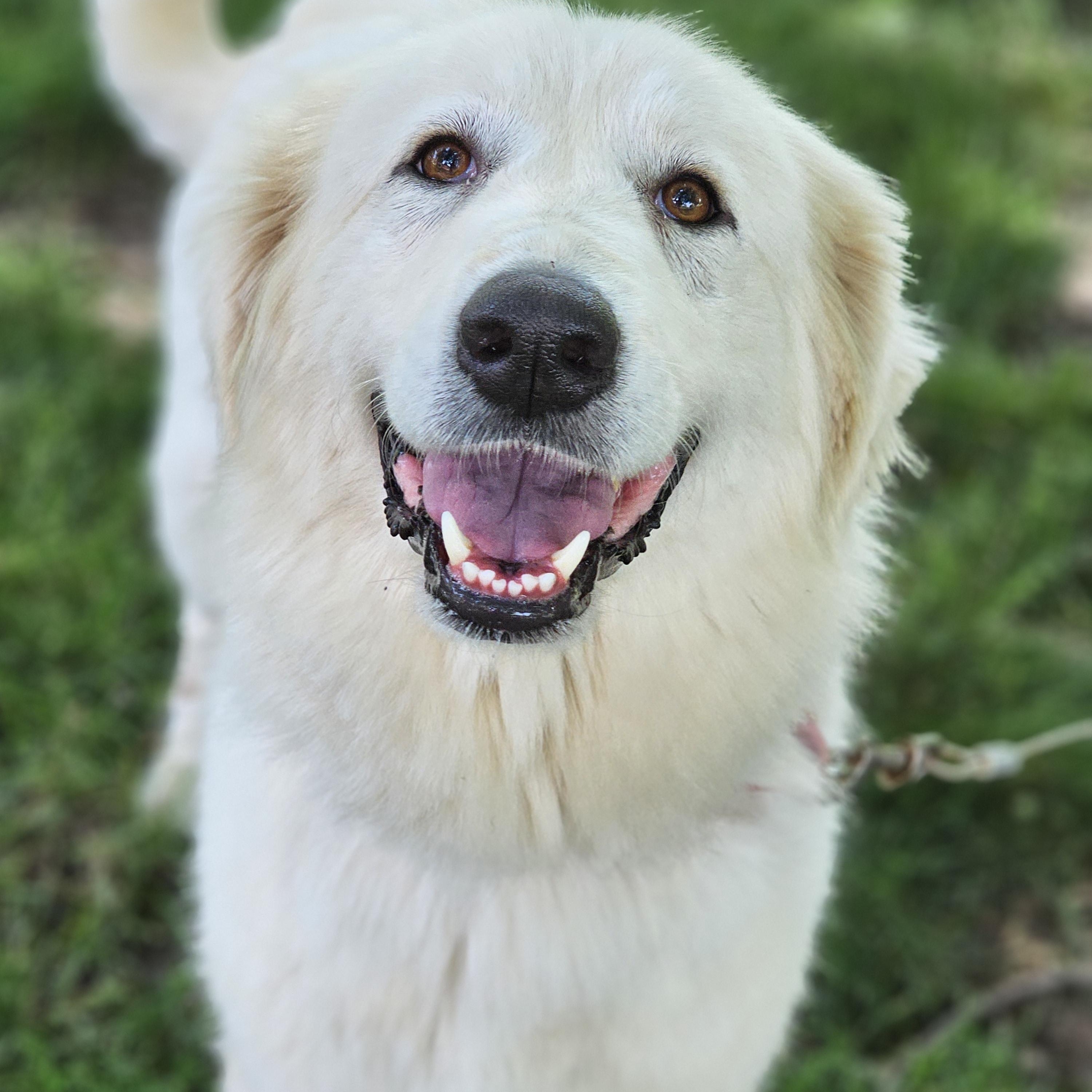 Enlarge Sasha, a ADOPTABLE Great Pyrenees in O Fallon, IL image 1/6