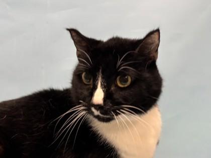Oreo, Adoptable, Senior Male Domestic Short Hair.