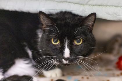 Oreo, a Adoptable Domestic Short Hair in Golden Valley, MN image 2/2