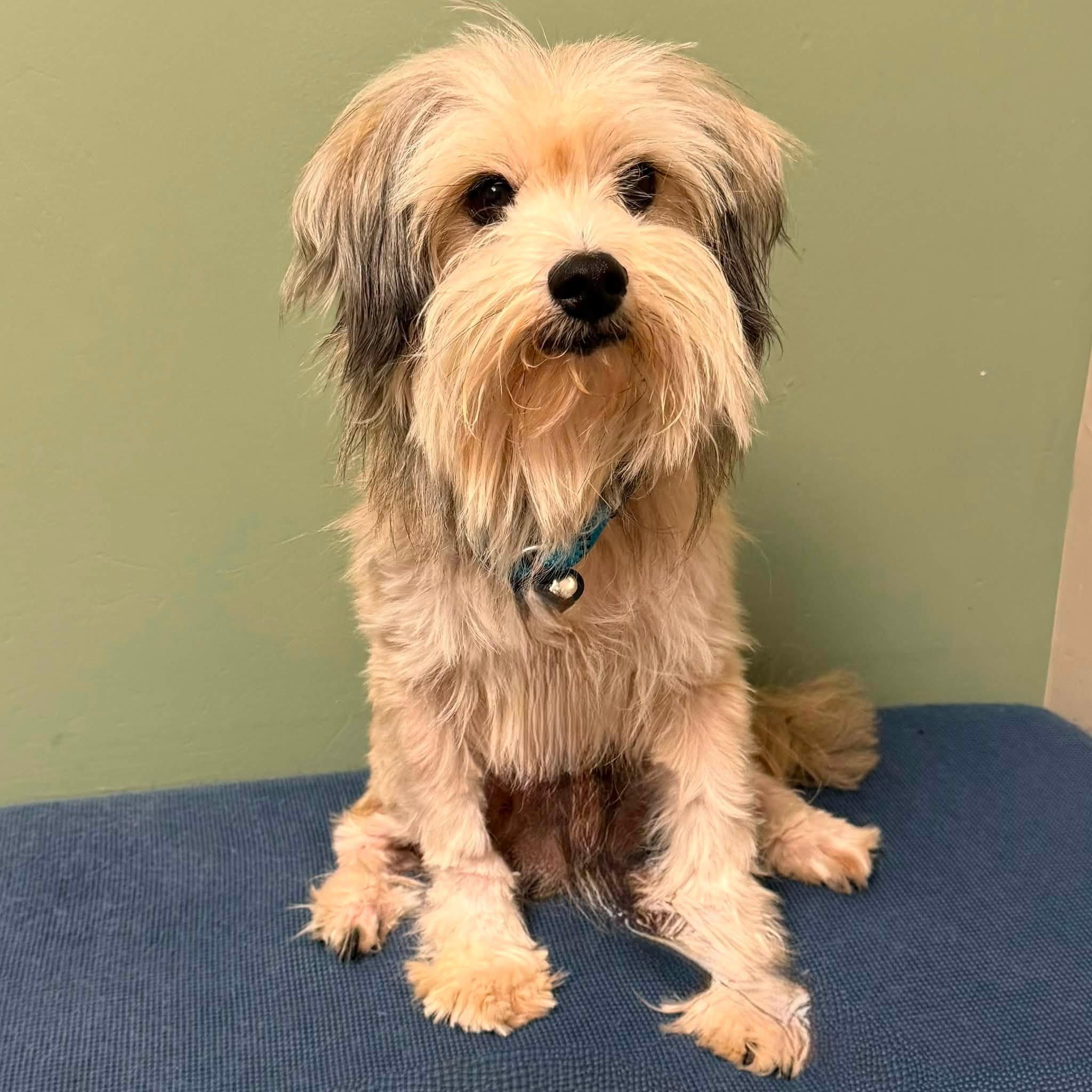 Enlarge TEEKER, an adopted mixed breed in Cadiz, OH image 1/4