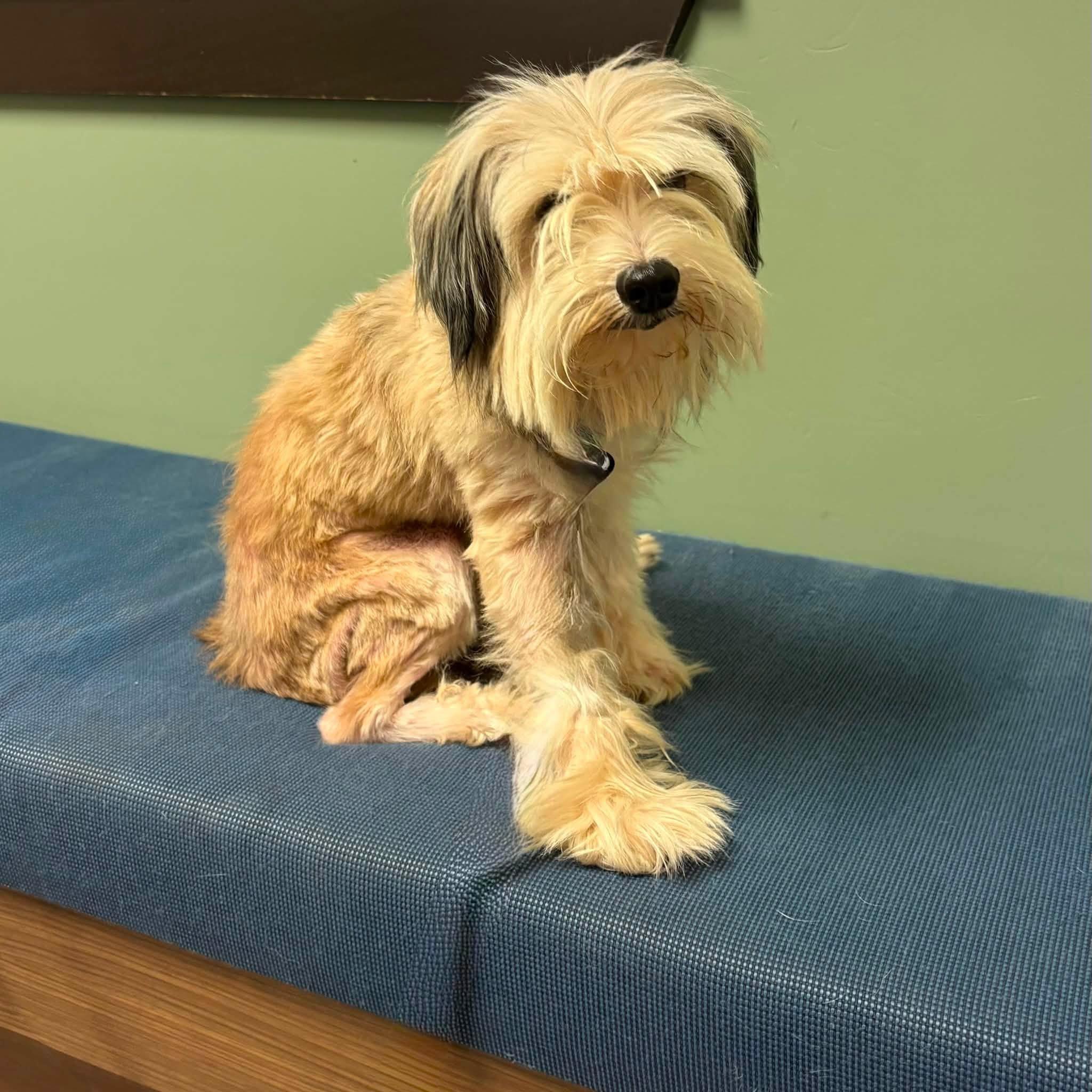 Enlarge TEEKER, an adopted mixed breed in Cadiz, OH image 3/4