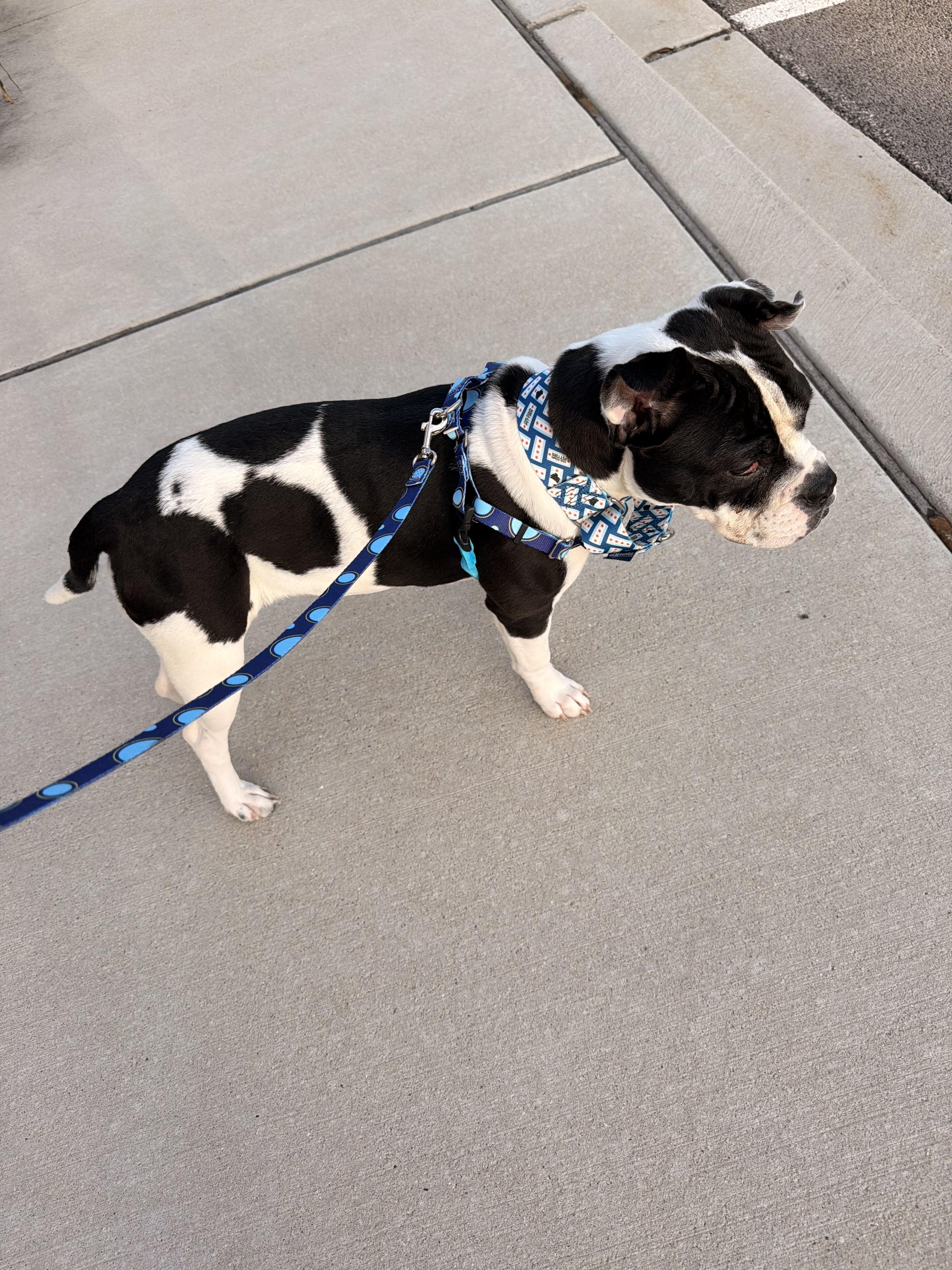 Candy Corn, Adoptable, Young Female Pit Bull Terrier.