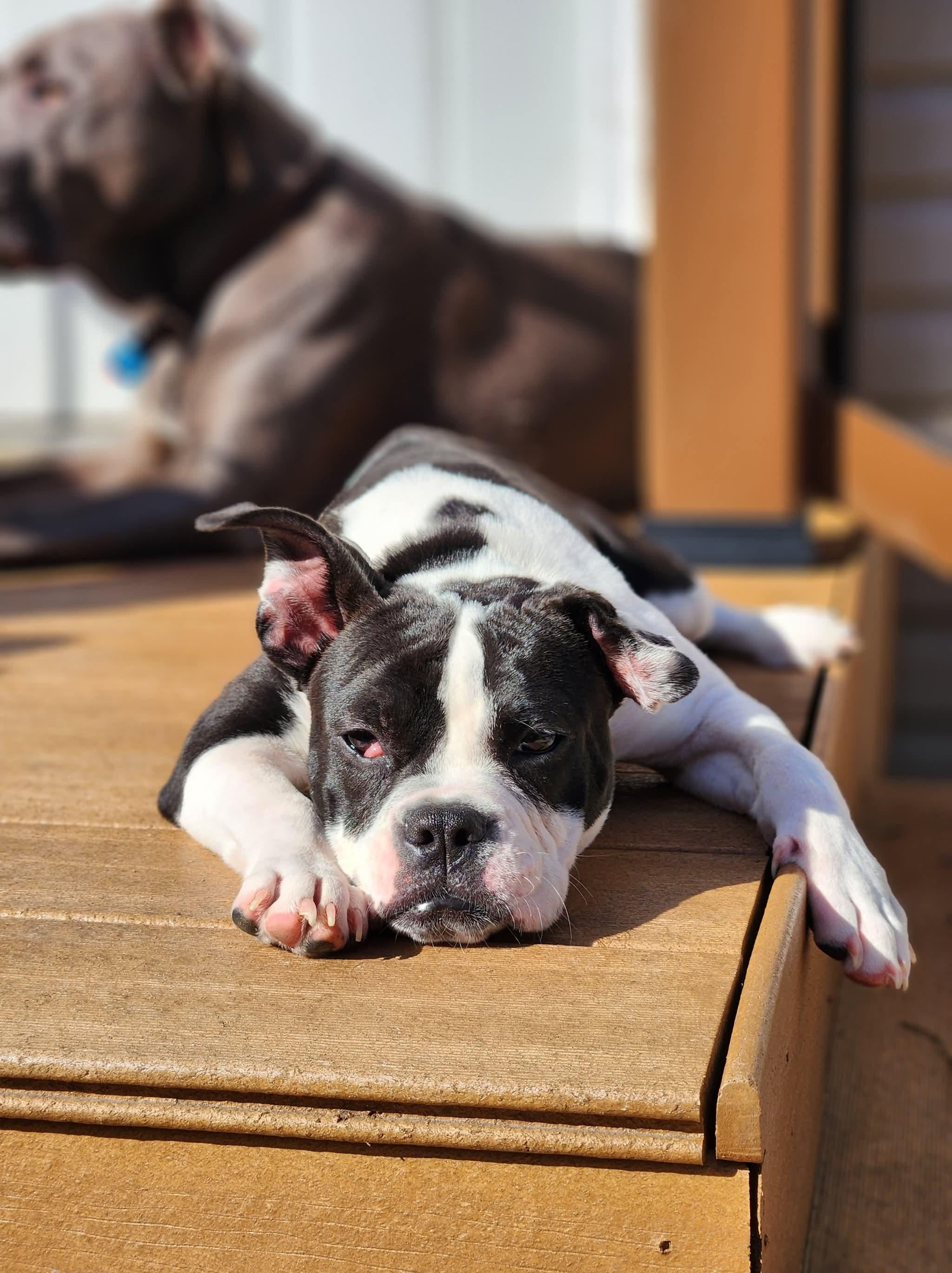 Enlarge Candy Corn, a Adoptable Pit Bull Terrier in Wheaton, IL image 2/5