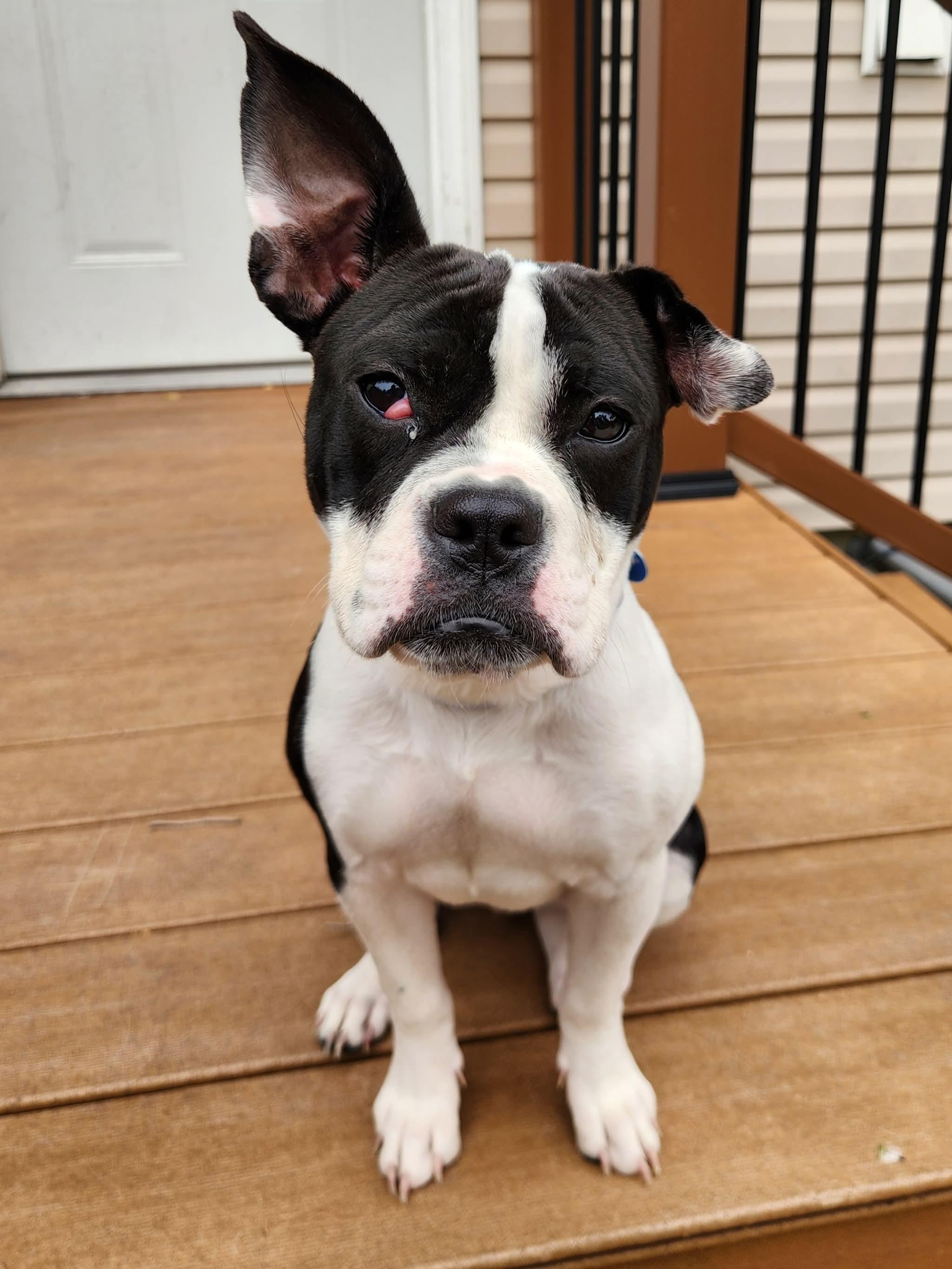 Enlarge Candy Corn, a Adoptable Pit Bull Terrier in Wheaton, IL image 3/5
