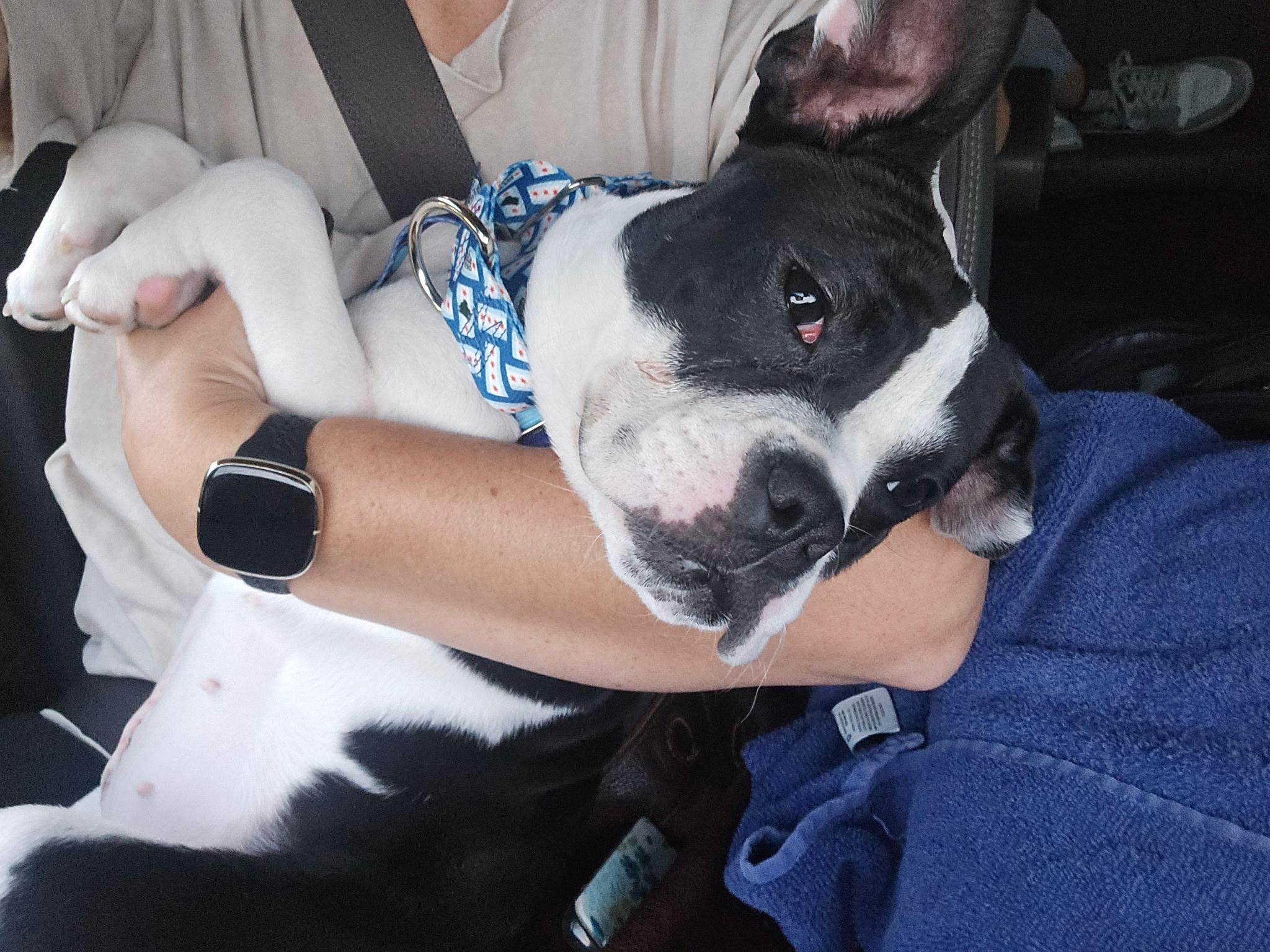 Enlarge Candy Corn, a Adoptable Pit Bull Terrier in Wheaton, IL image 4/5