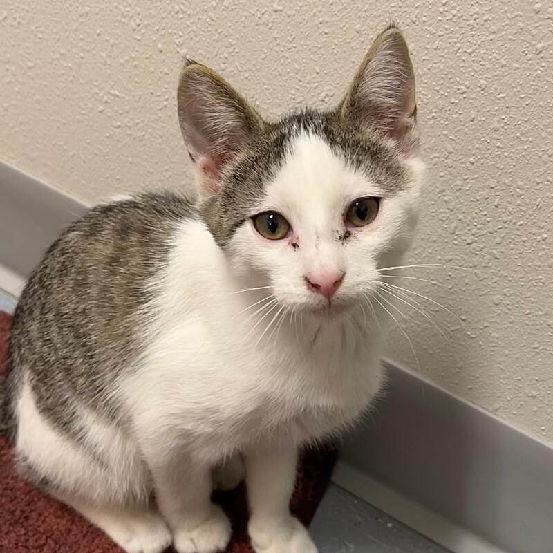 Mars, Adoptable, Young Male Domestic Short Hair.