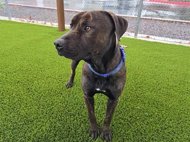 Enlarge NATHAN, a Adoptable Pit Bull Terrier in Auburn, CA image 1/1