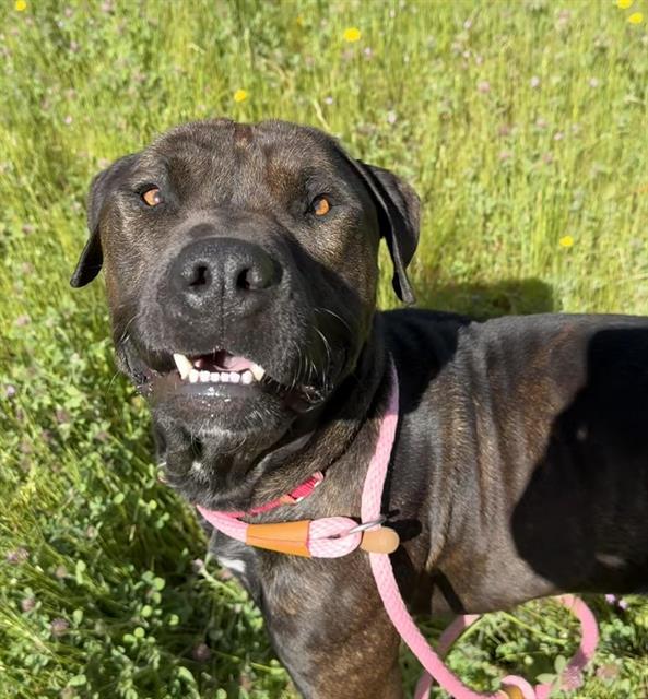 Enlarge NATHAN, a Adoptable Pit Bull Terrier in Auburn, CA image 1/1