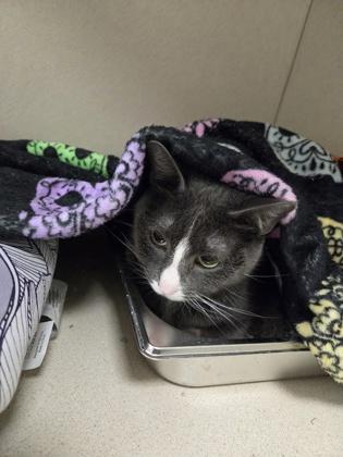 Luna, Adoptable, Adult Female Domestic Short Hair & Domestic Short Hair.