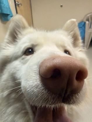 Enlarge Laika, an adopted mixed breed in Bellingham, WA image 2/2