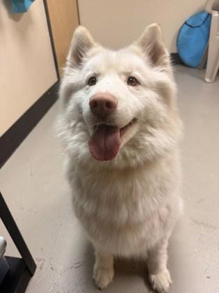 Enlarge Laika, an adopted mixed breed in Bellingham, WA image 1/2