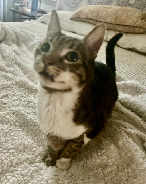 Sugar, ADOPTABLE, Adult Male Domestic Short Hair & Tabby.