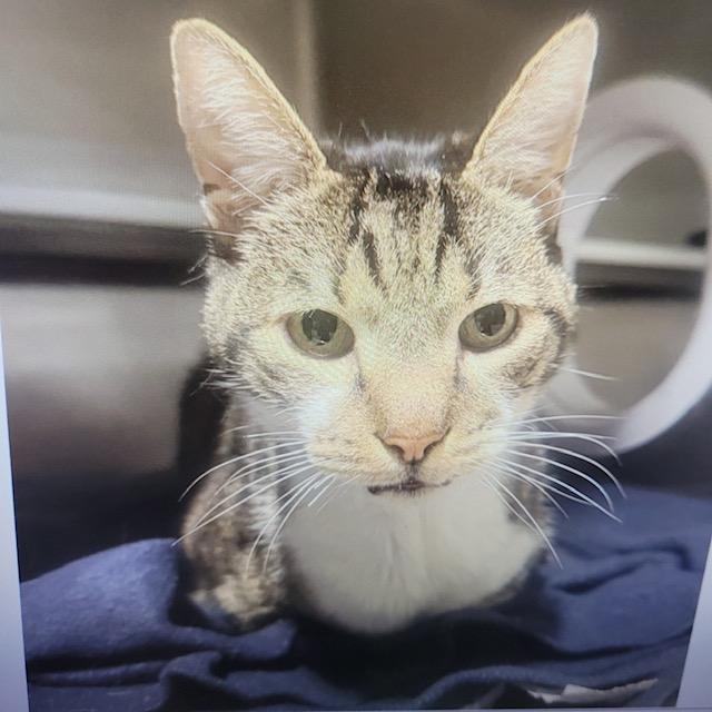 Enlarge Sugar, a ADOPTABLE mixed breed in Venice, CA image 1/2