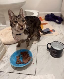 Sugar, a ADOPTABLE mixed breed in Venice, CA image 2/2