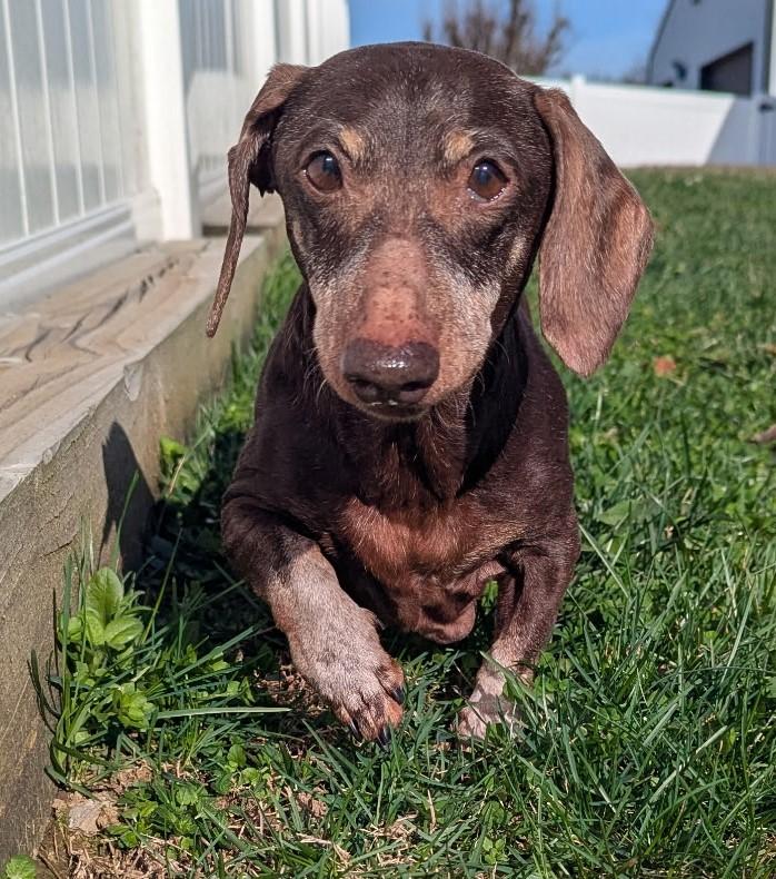 Enlarge Harley in NY, an adopted Dachshund in Buffalo, NY image 6/6