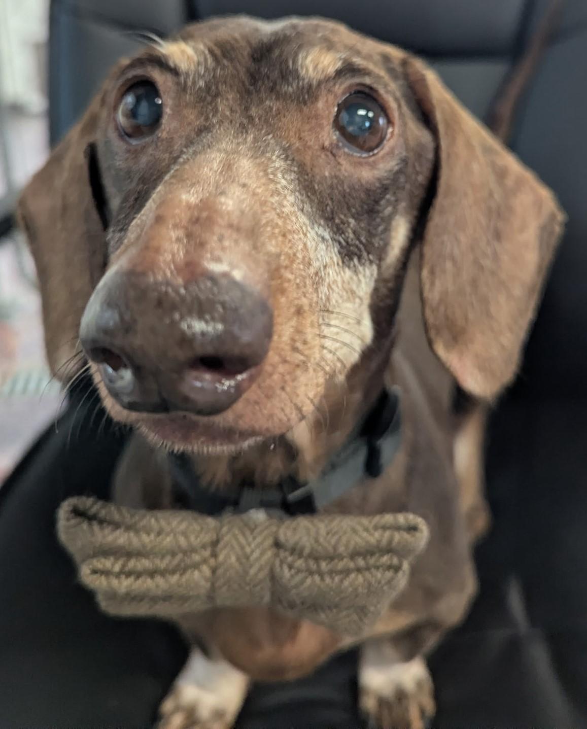 Enlarge Harley in NY, an adopted Dachshund in Buffalo, NY image 2/6