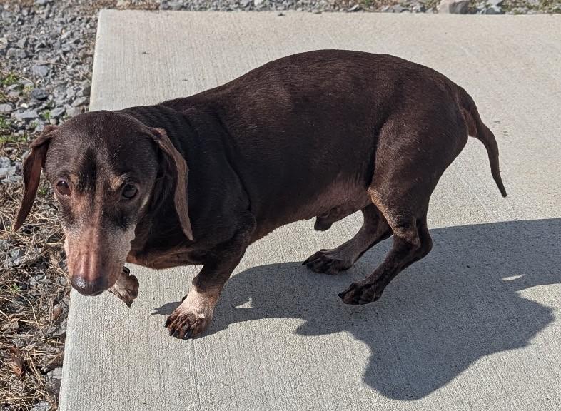 Enlarge Harley in NY, an adopted Dachshund in Buffalo, NY image 3/6