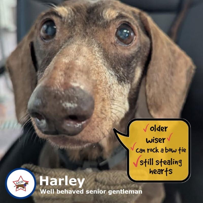 Harley in NY, ADOPTABLE, Senior Male Dachshund.