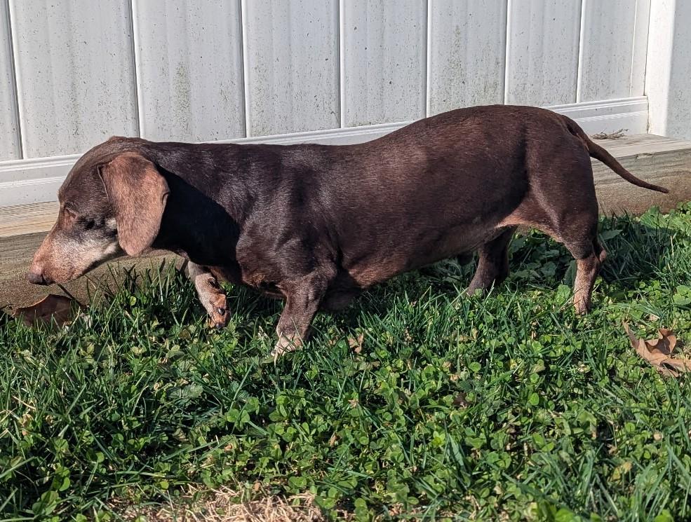 Enlarge Harley in NY, an adopted Dachshund in Buffalo, NY image 5/6
