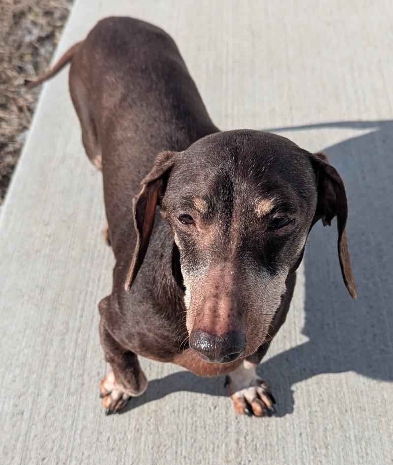 Enlarge Harley in NY, an adopted Dachshund in Buffalo, NY image 4/6