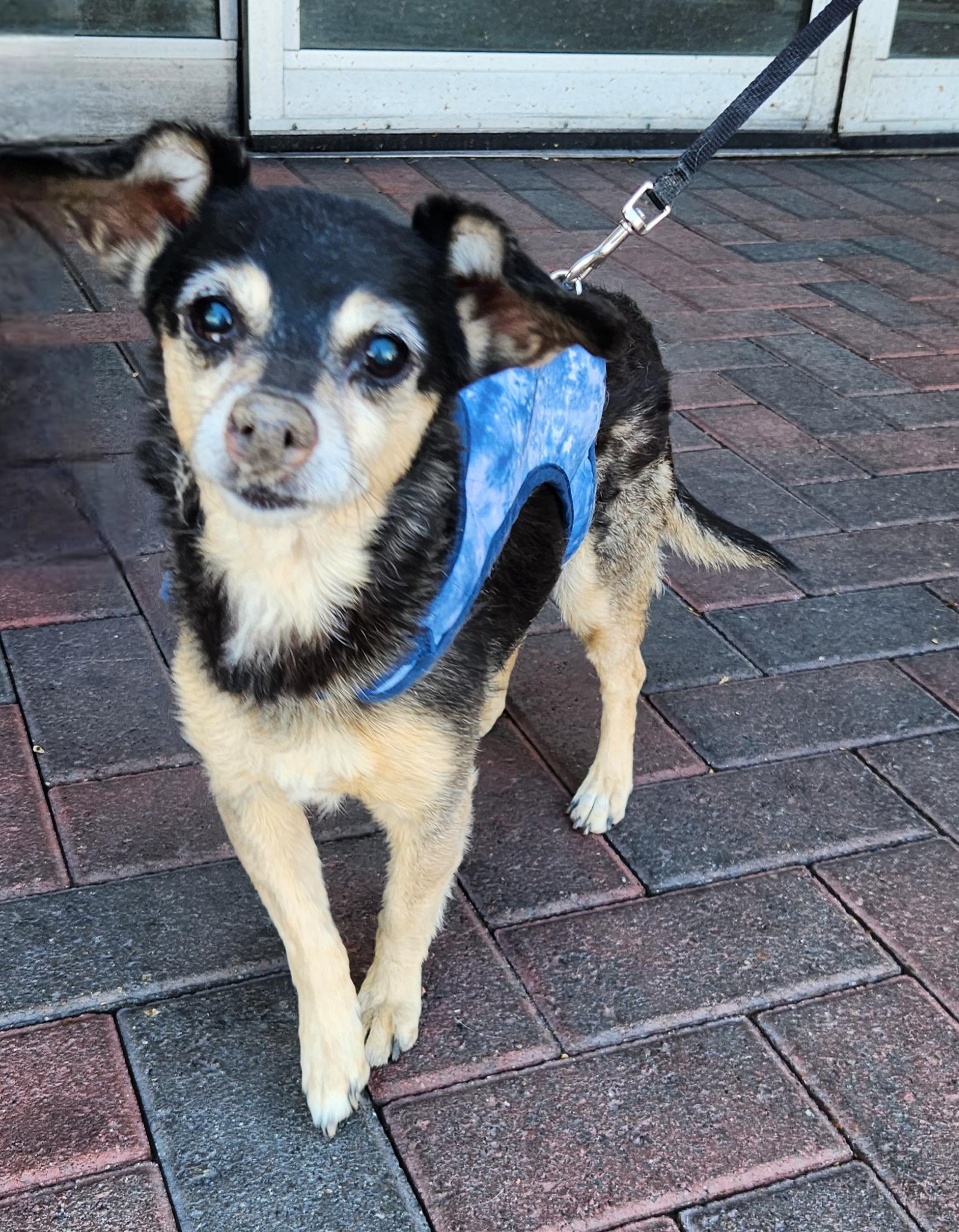 DAISY, an adopted mixed breed in Las Vegas, NV image 3/4