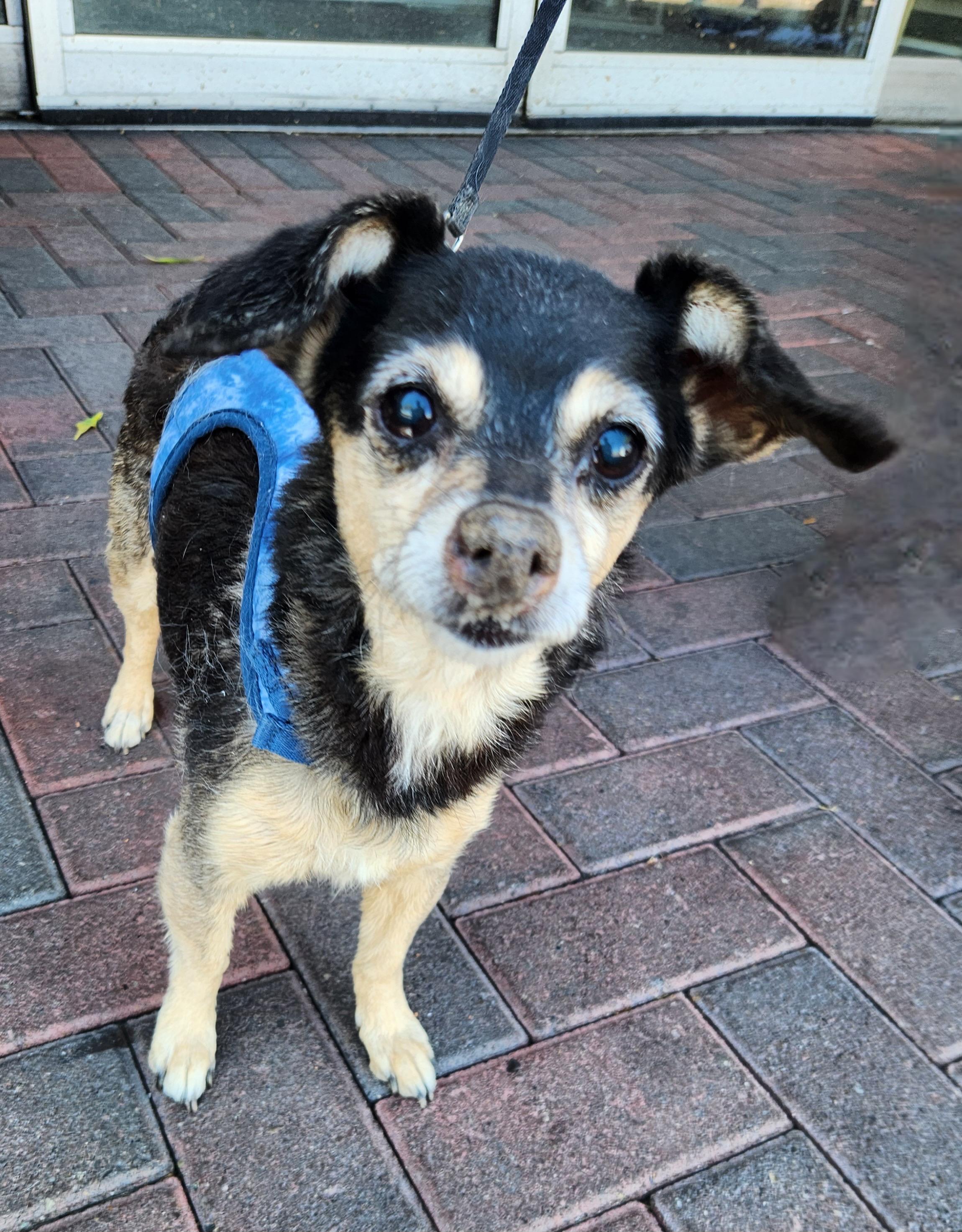 DAISY, an adopted mixed breed in Las Vegas, NV image 1/4