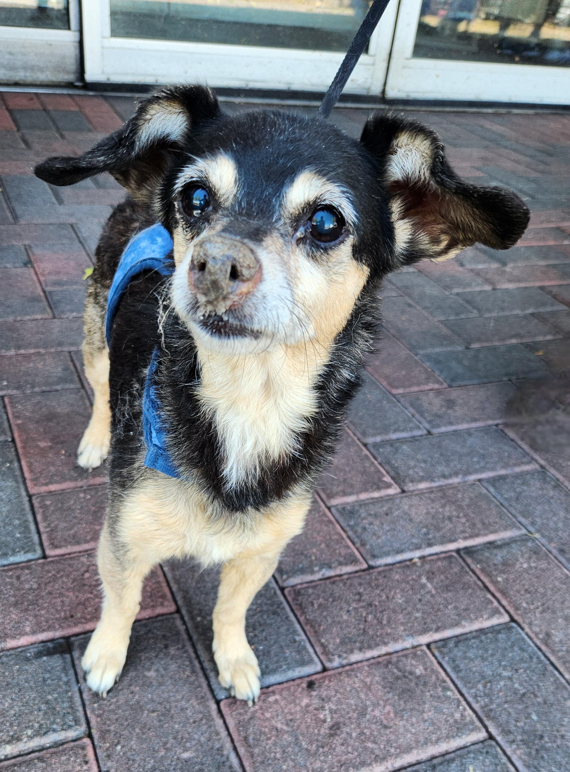 DAISY, an adopted mixed breed in Las Vegas, NV image 2/4