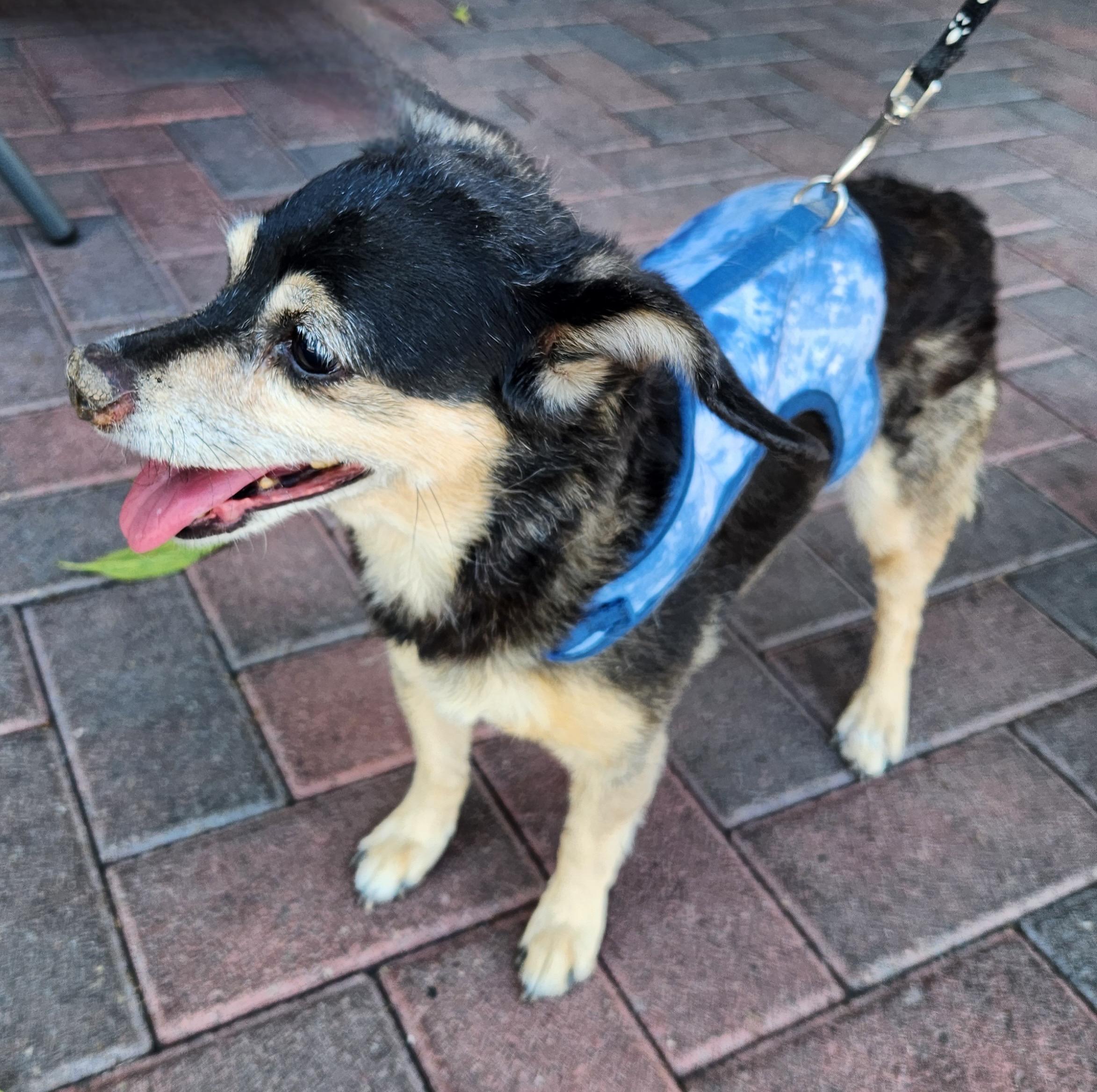DAISY, an adopted mixed breed in Las Vegas, NV image 4/4
