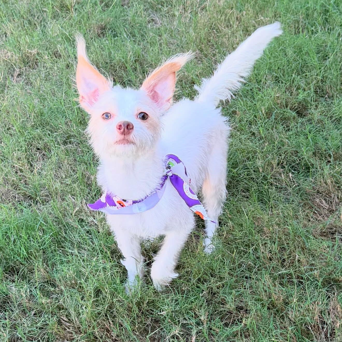 Enlarge WINSTON IS 11 POUNDS, a Adoptable mixed breed in Kaufman, TX image 2/6