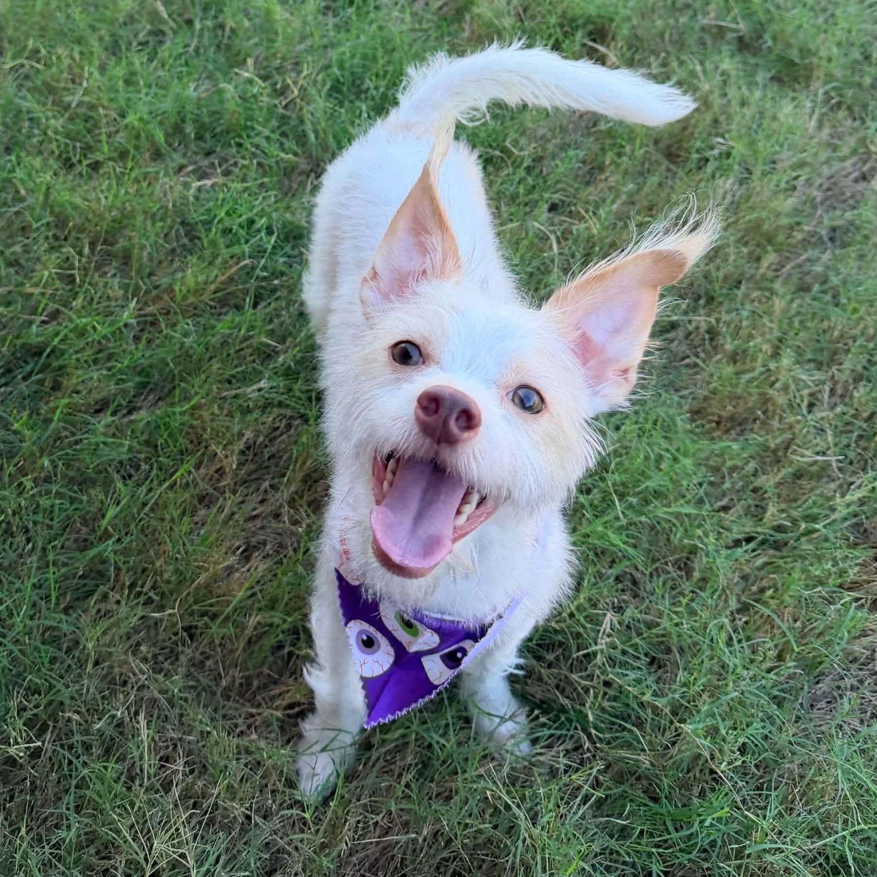 WINSTON IS 11 POUNDS, Adoptable, Young Male Yorkshire Terrier & Chihuahua.