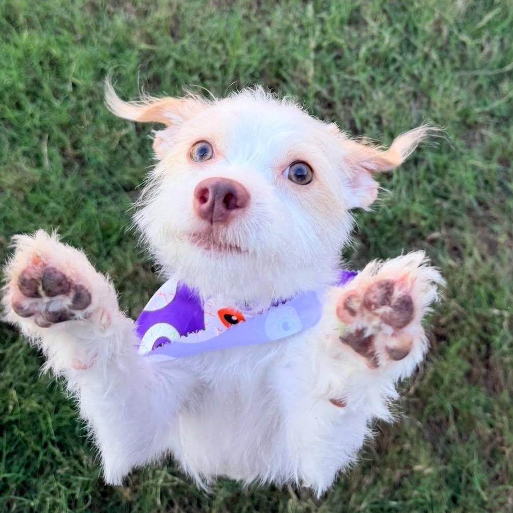 Enlarge WINSTON IS 11 POUNDS, a Adoptable mixed breed in Kaufman, TX image 6/6
