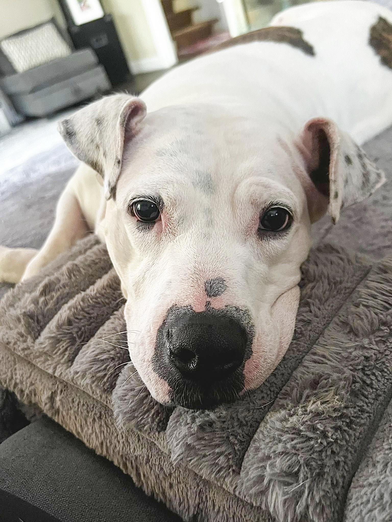 Enlarge ADELE- Needs a foster/forever home!, a Adoptable mixed breed in Birmingham, MI image 1/6