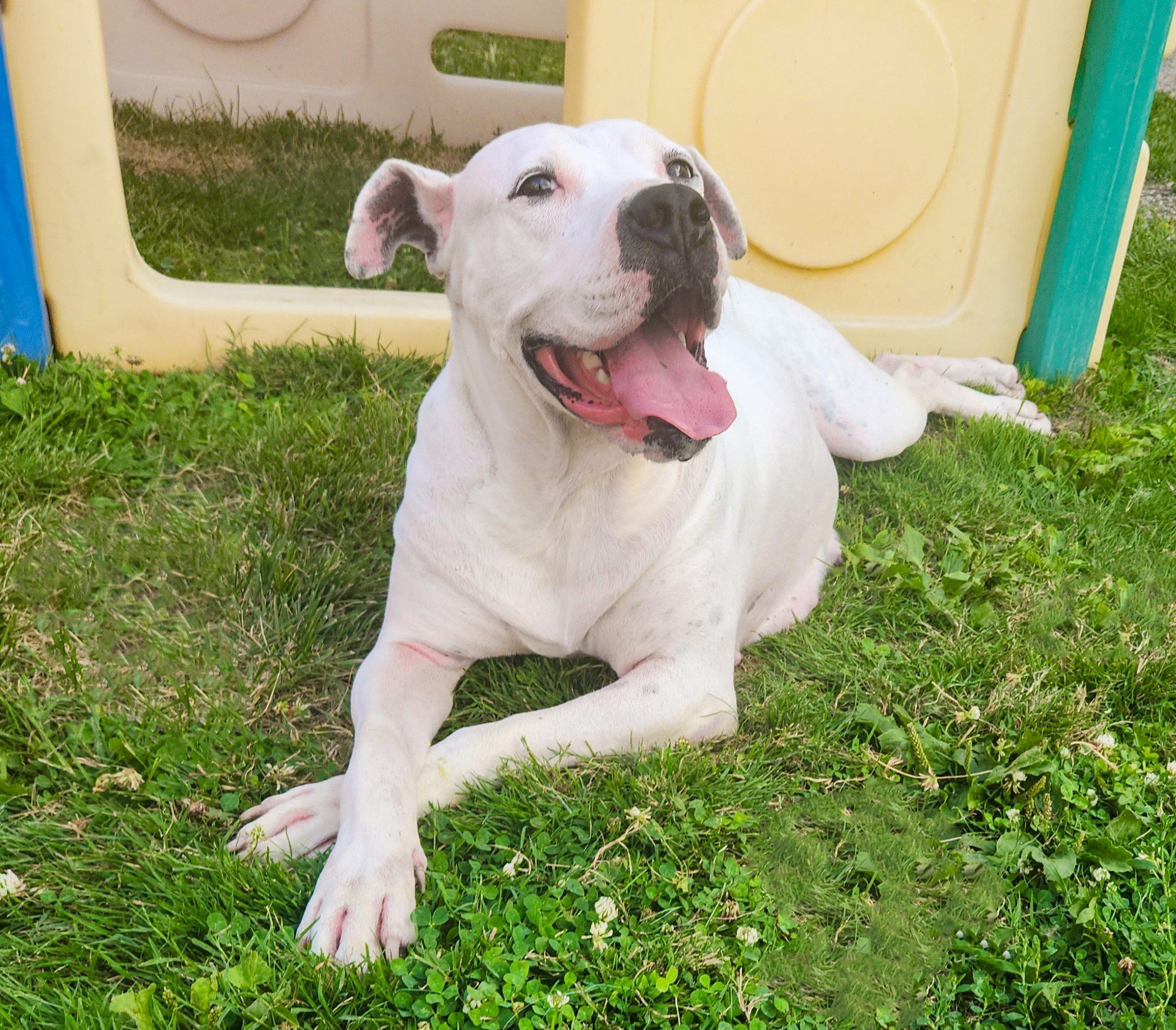 Enlarge ADELE- Needs a foster/forever home!, a Adoptable mixed breed in Birmingham, MI image 2/6