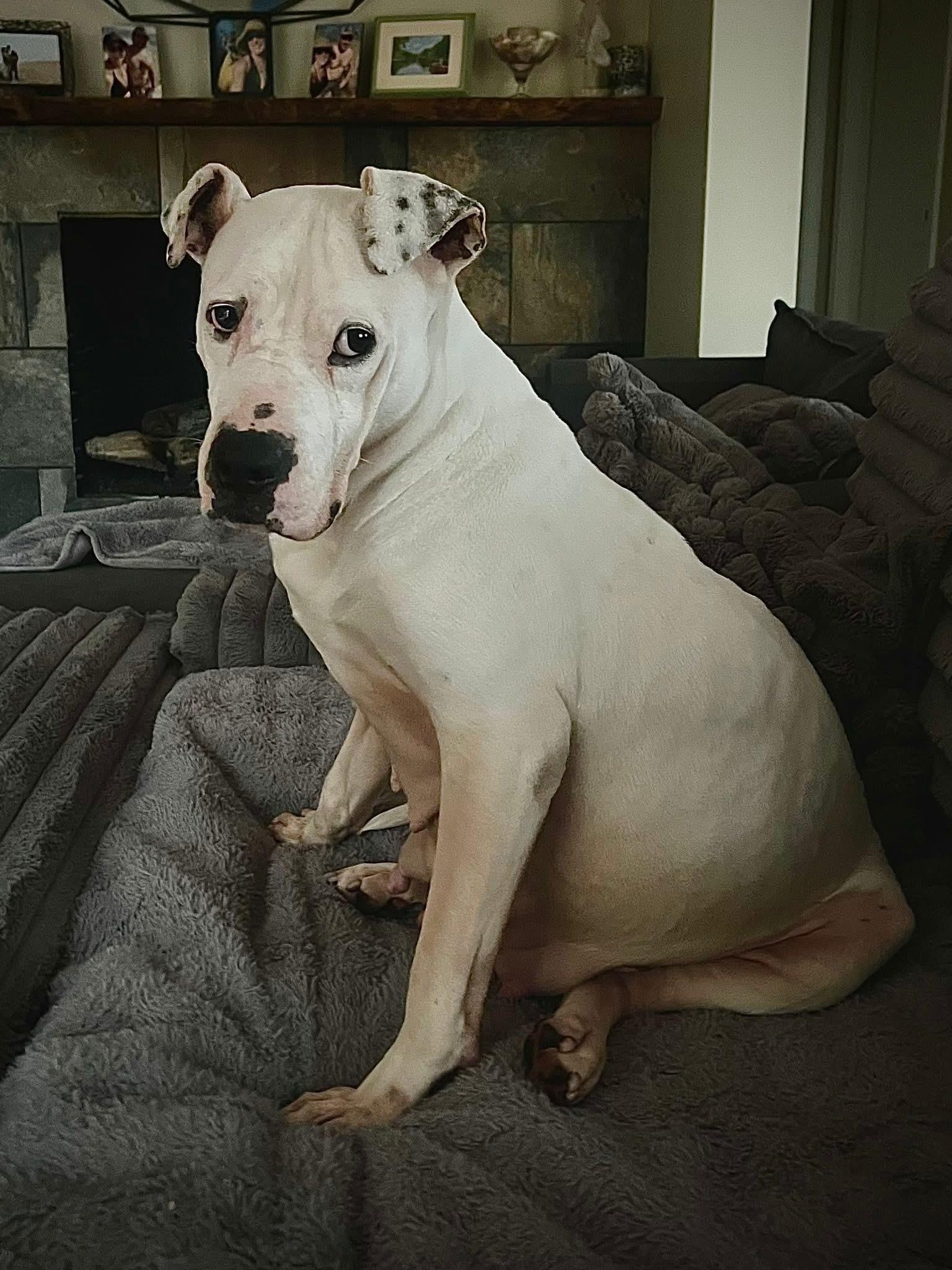 Enlarge ADELE- Needs a foster/forever home!, a Adoptable mixed breed in Birmingham, MI image 5/6