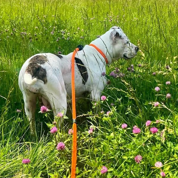 Adele- Needs a foster/forever home!