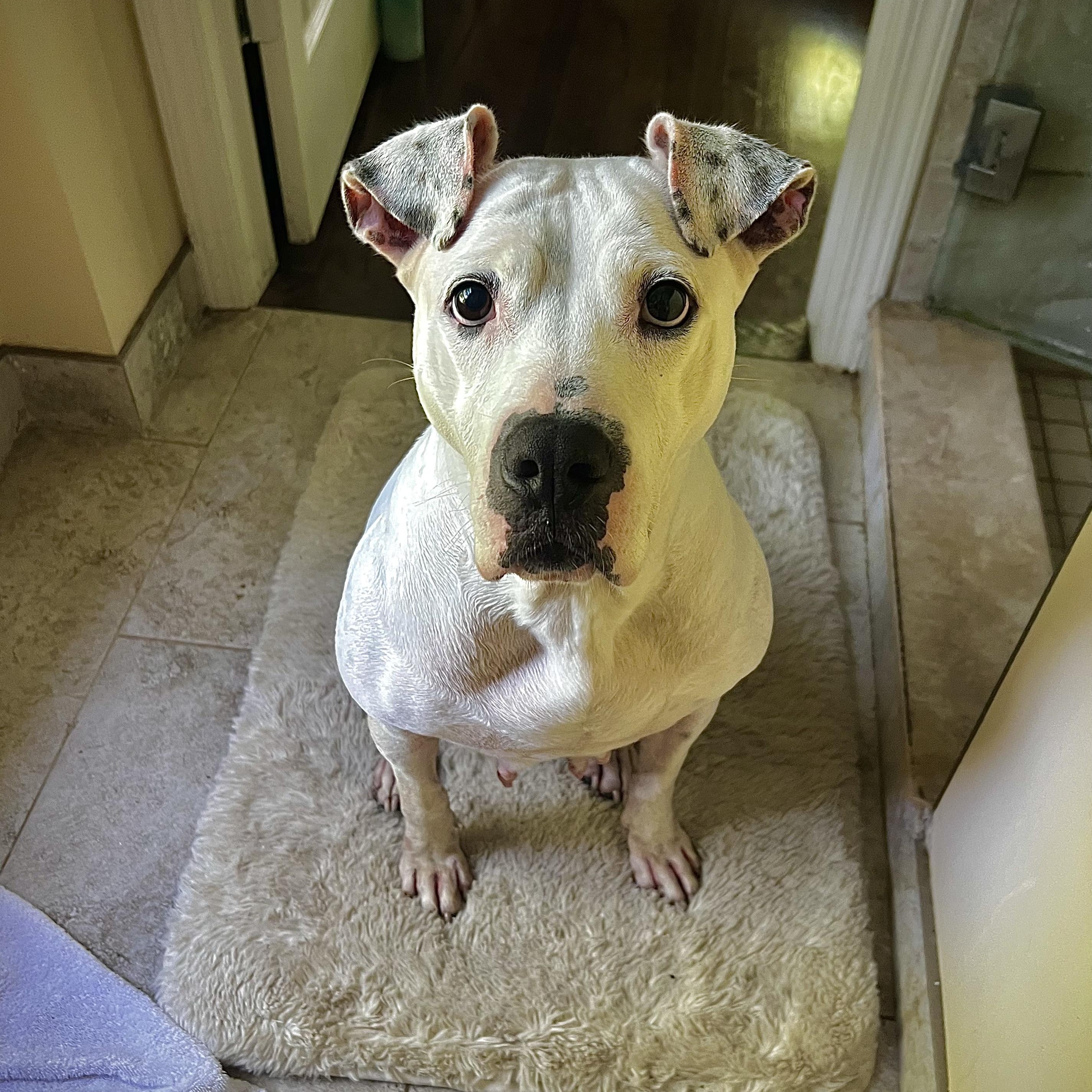 Enlarge ADELE- Needs a foster/forever home!, a Adoptable mixed breed in Birmingham, MI image 3/6