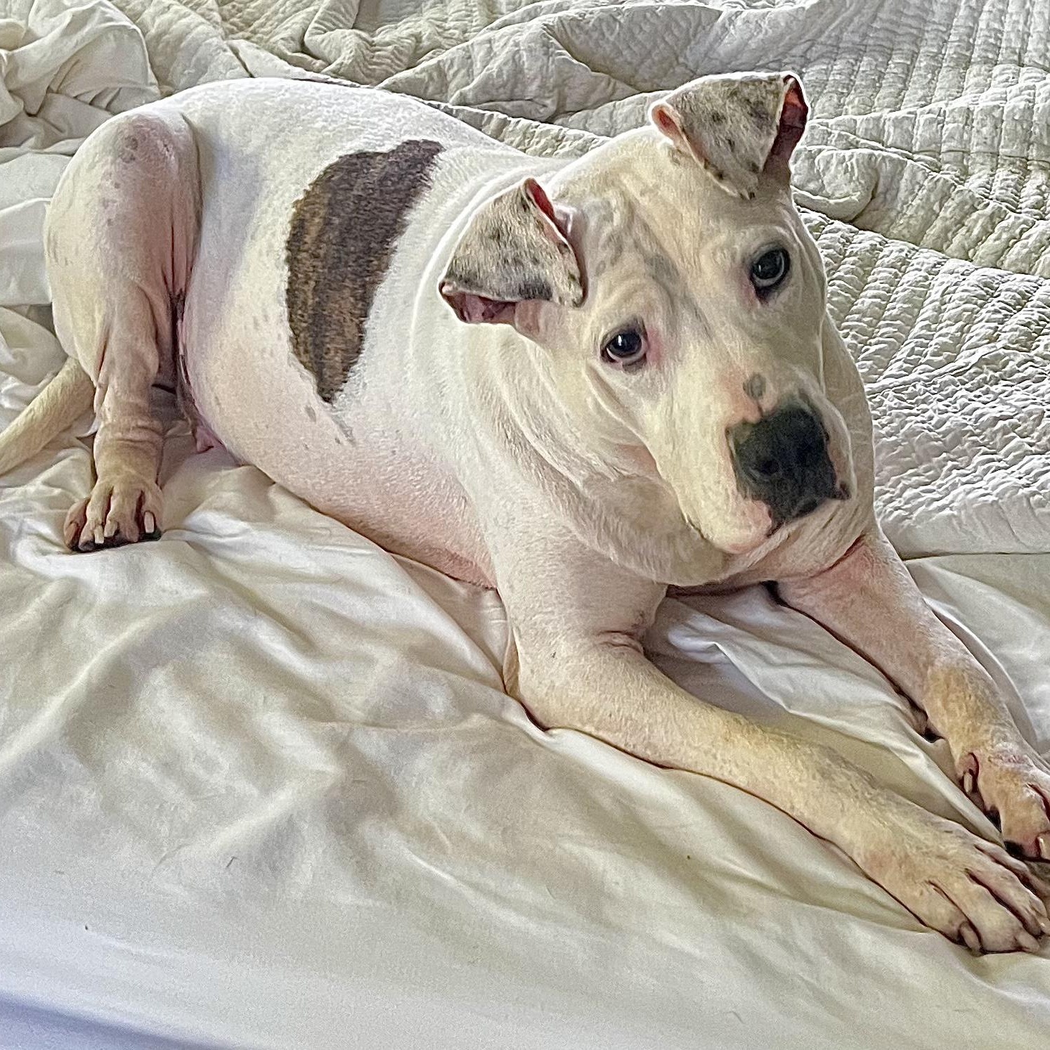 Enlarge ADELE- Needs a foster/forever home!, a Adoptable mixed breed in Birmingham, MI image 6/6