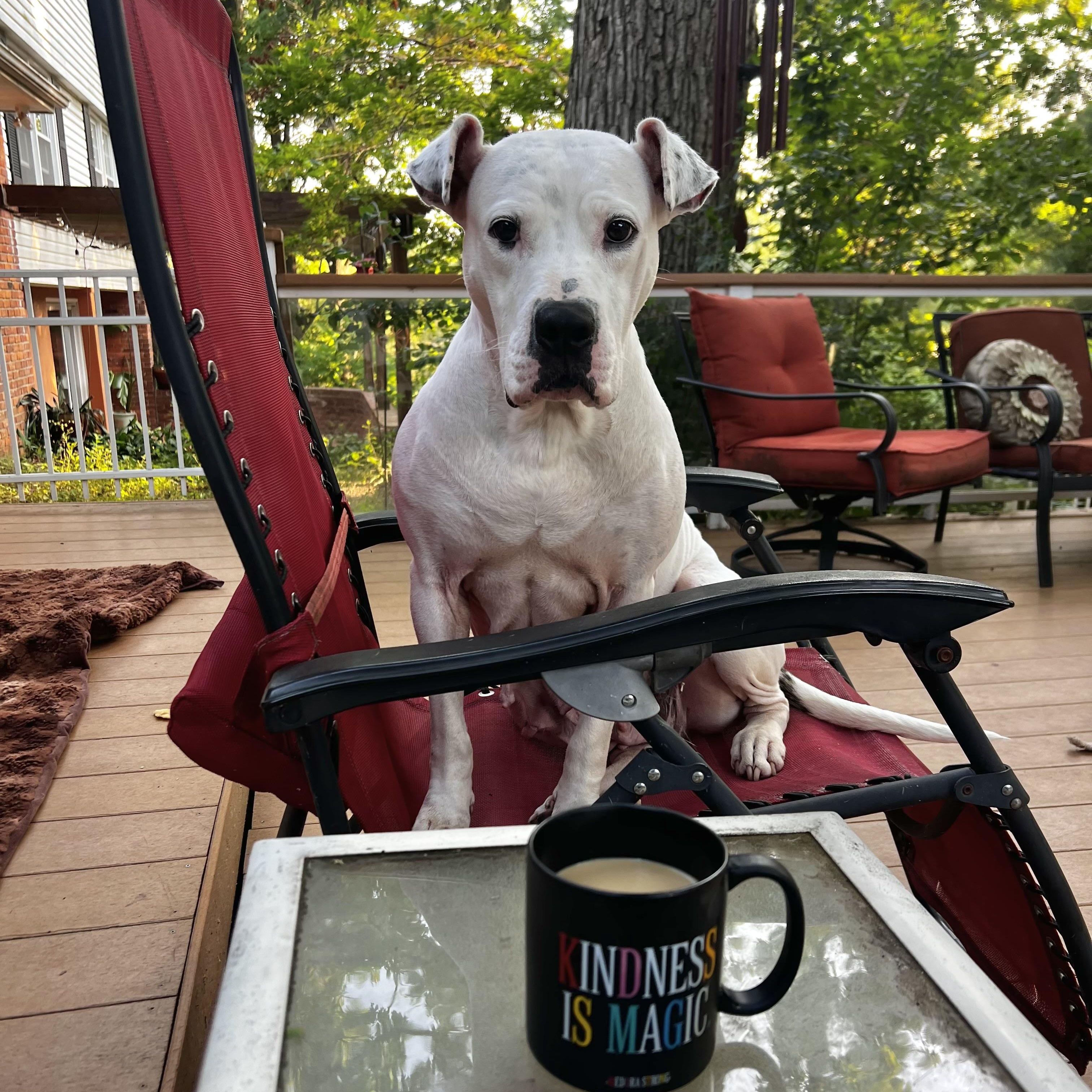 Enlarge ADELE- Needs a foster/forever home!, a Adoptable mixed breed in Birmingham, MI image 4/6