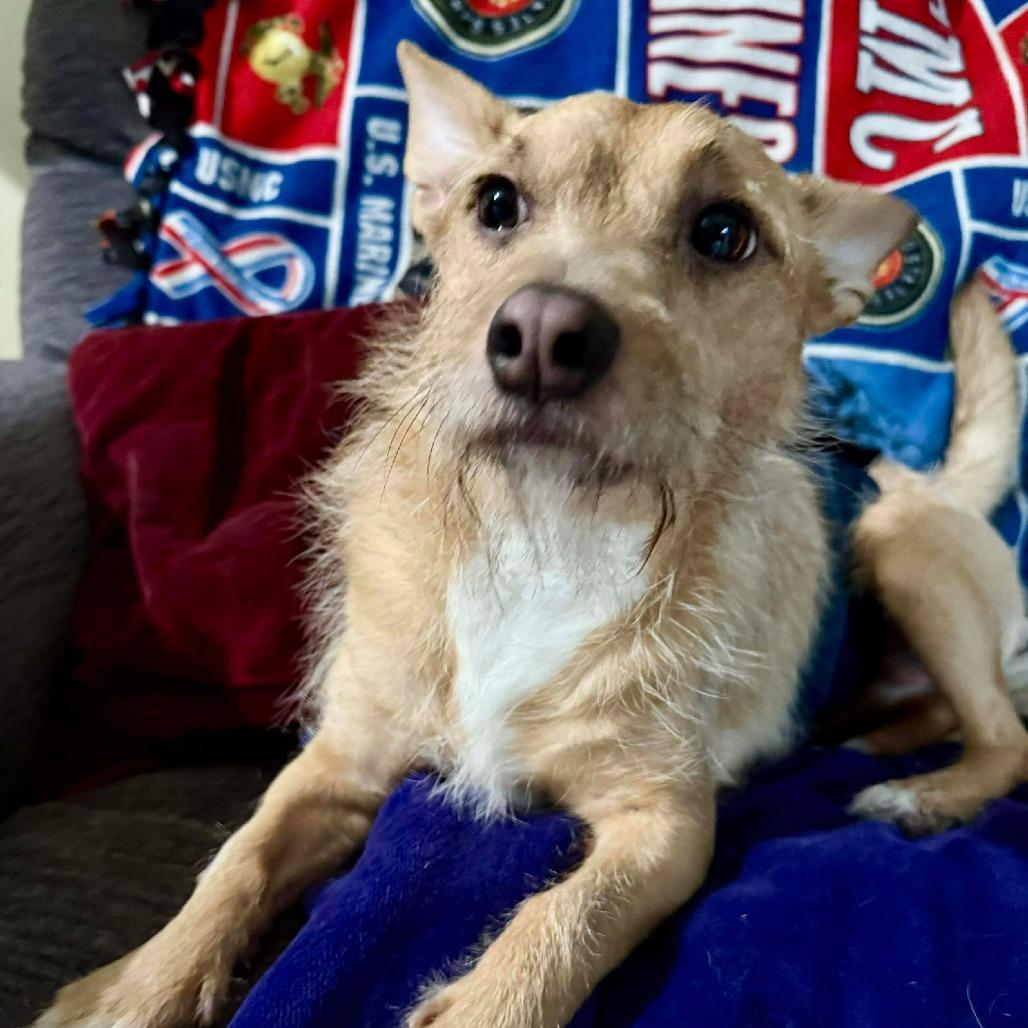 Ebenezer, Adoptable, Adult Male Schnauzer & Mixed Breed.
