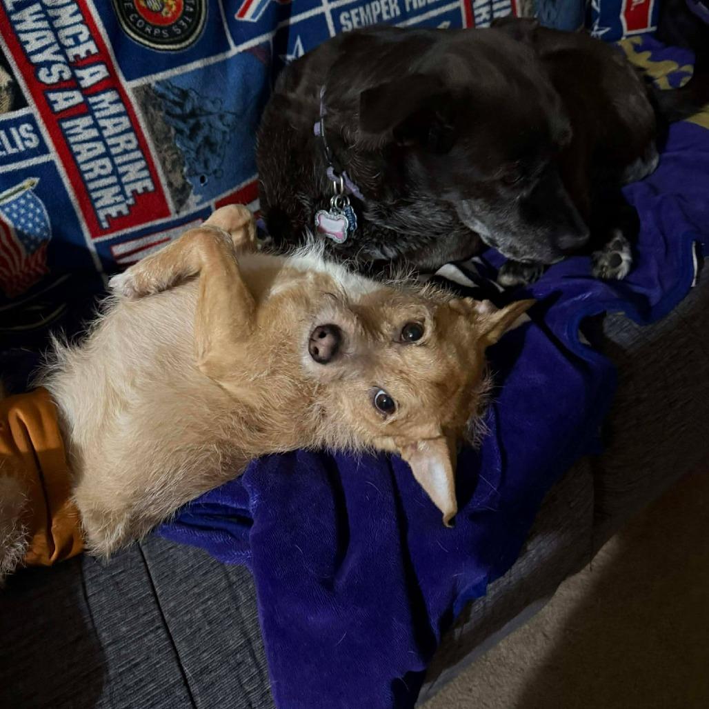 Ebenezer, a Adoptable mixed breed in Jarrettsville, MD image 2/5