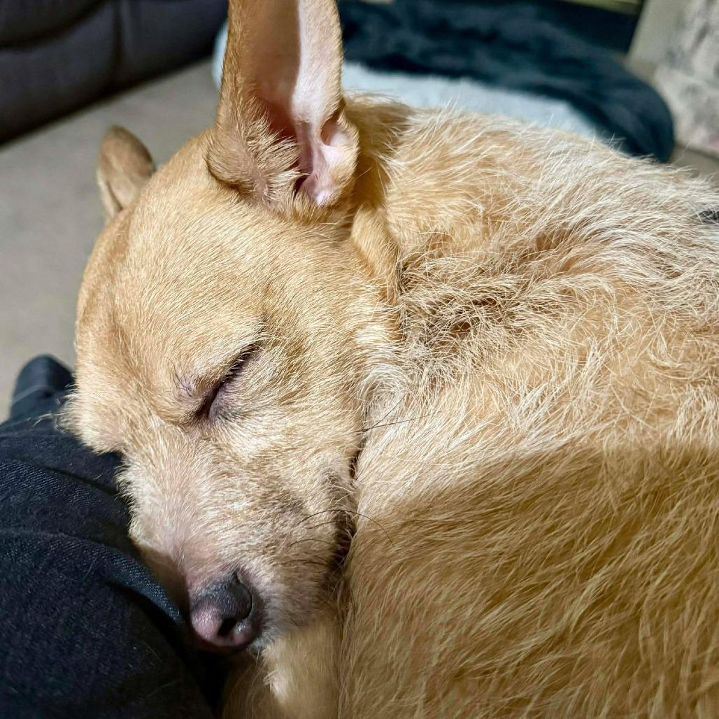 Ebenezer, a Adoptable mixed breed in Jarrettsville, MD image 3/5
