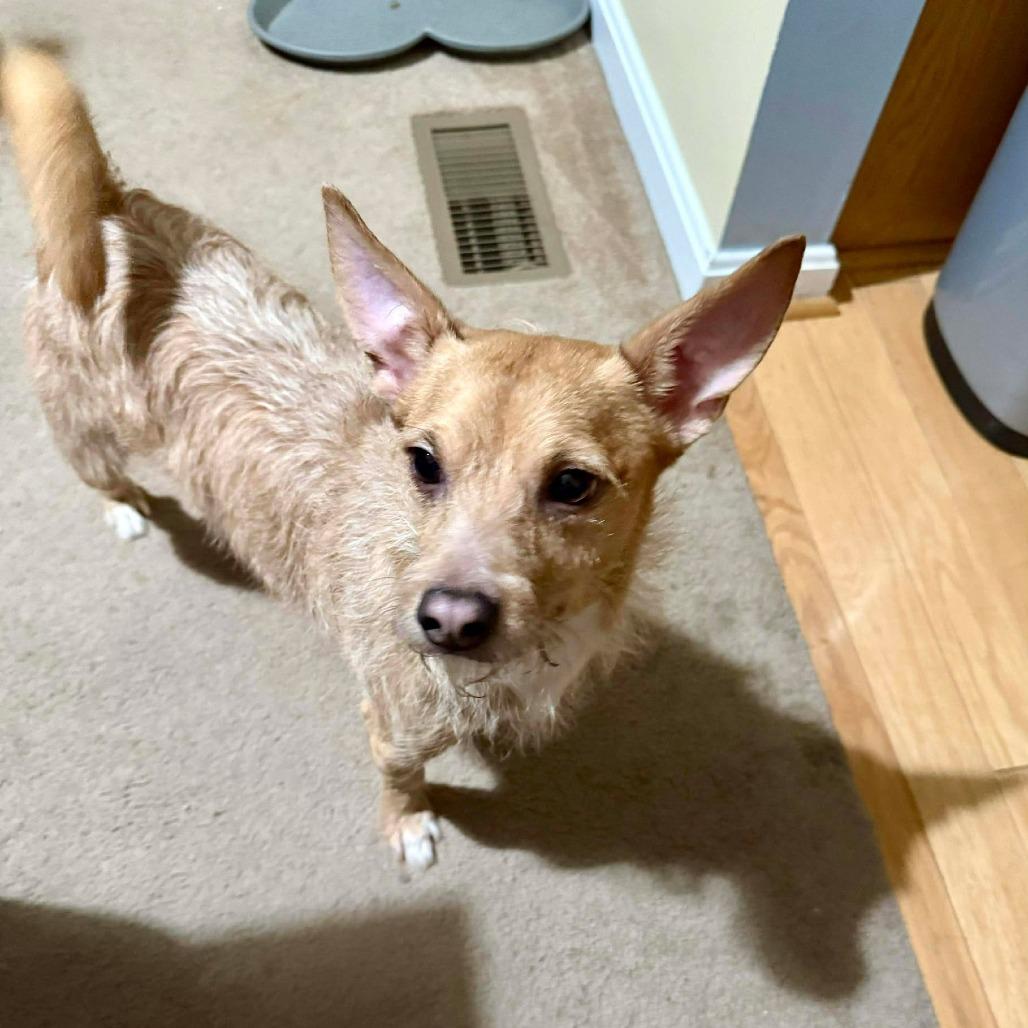 Ebenezer, a Adoptable mixed breed in Jarrettsville, MD image 4/5