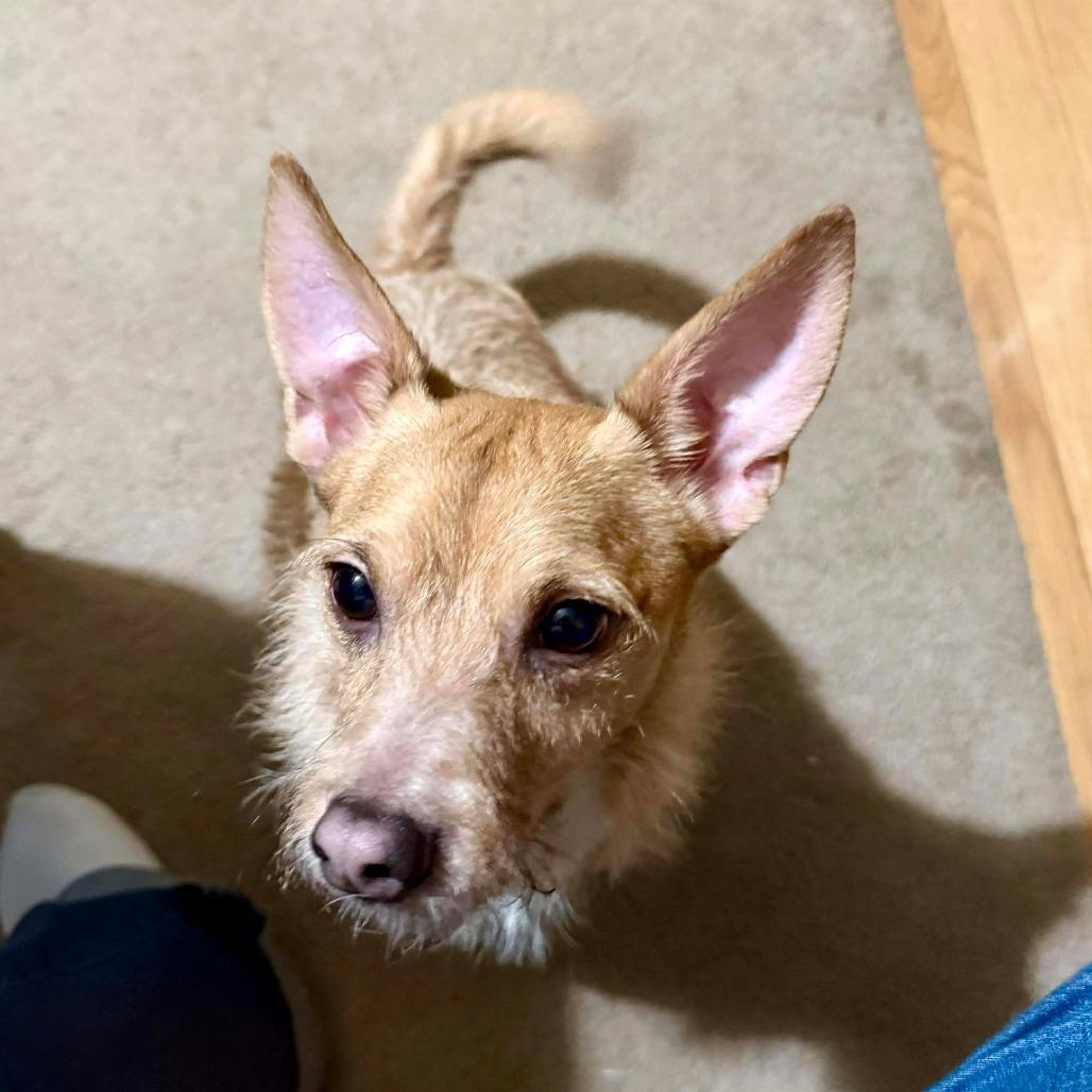 Ebenezer, a Adoptable mixed breed in Jarrettsville, MD image 5/5
