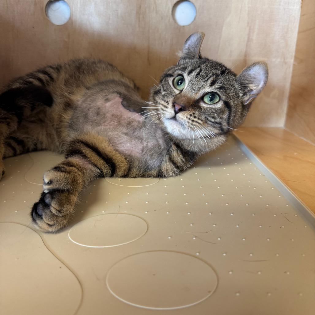 Zim, Adoptable, Young Male Domestic Short Hair.