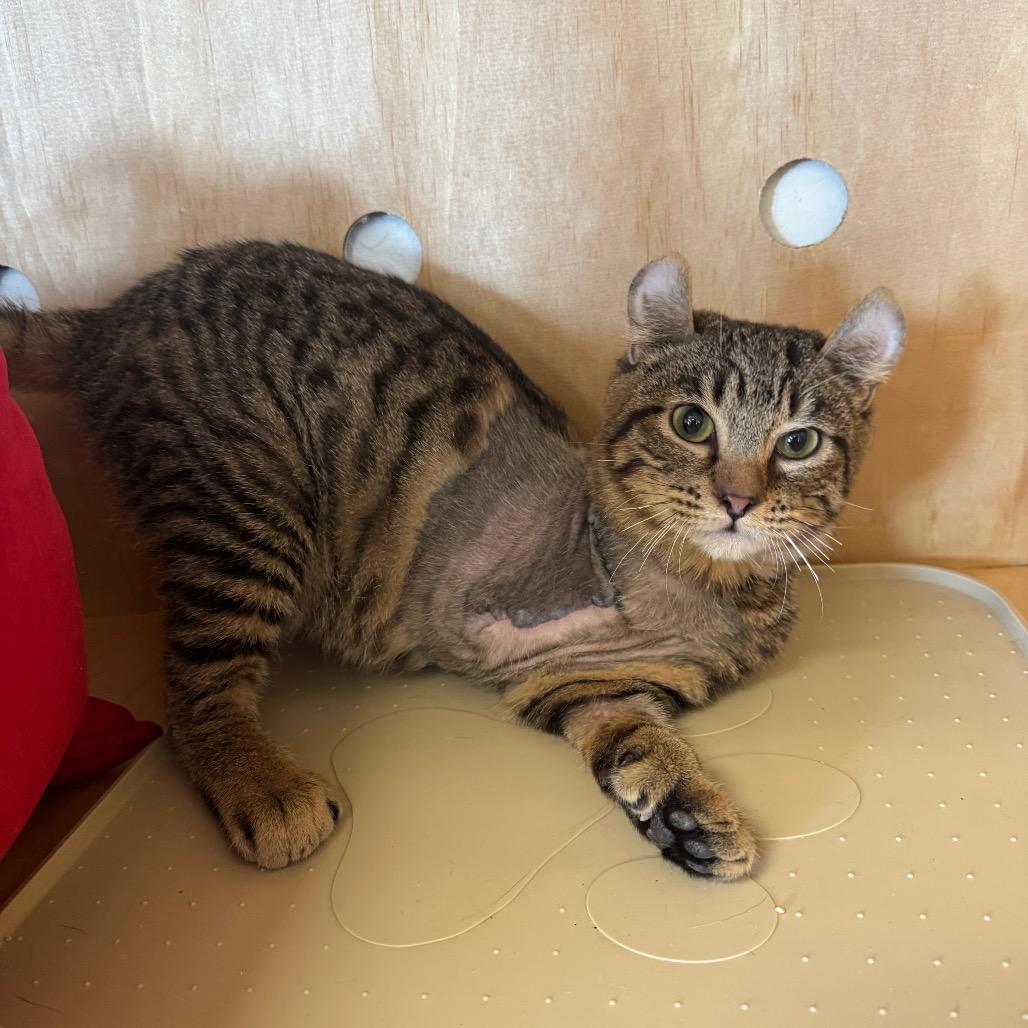 Zim, Adoptable, Young Male Domestic Short Hair.