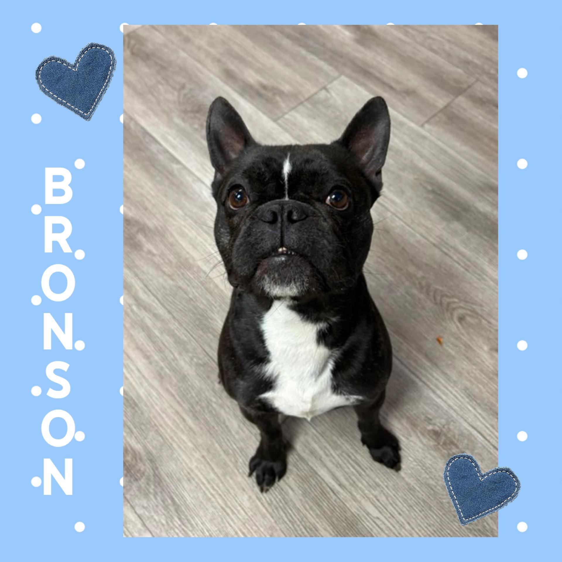 Bronson, adopted, Young Male Boston Terrier.